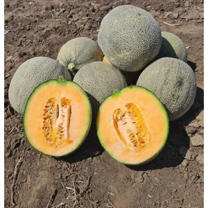 Pepene galben Mema F1 100 sem