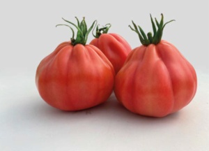 Tomate Barairo F1 250 sem