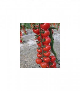 Tomate Intrigo F1 100 sem