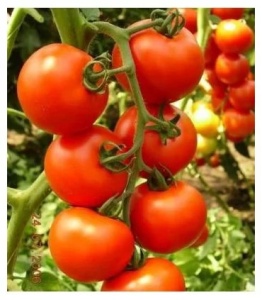 Tomate Primadona F1 500 sem redus