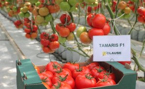 Tomate Tamaris F1 250 sem