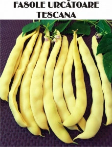 Fasole tescana 1 kg