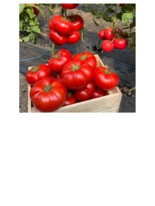 Tomate Aldemir F1 500 sem