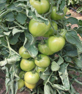 Tomate Armira F1 2500 sem