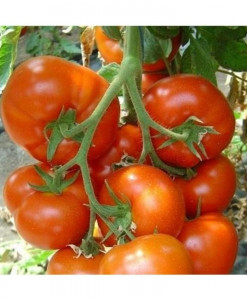 Tomate Belfast F1 15 sem