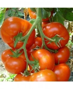 Tomate Belfast F1 15 sem
