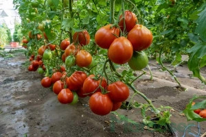 Tomate Deko F1 100 sem