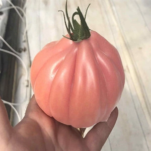 Tomate Mamipink F1 100 sem
