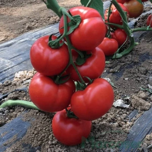 Tomate Vitara F1 250 sem
