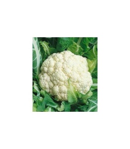 Conopida snowball 50 g