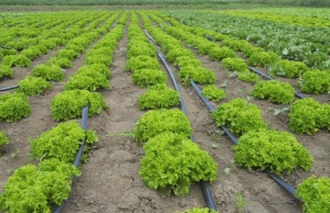 Salata Locarno F1 5000 sem
