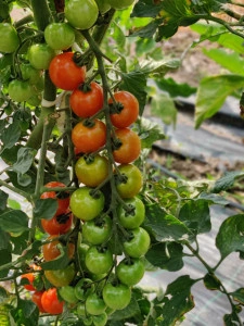 Tomate Itiro F1 100 sem - Img 3