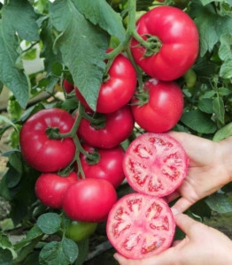 Tomate Manistella F1 500 sem