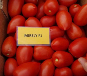Tomate Mirely F1 250 sem