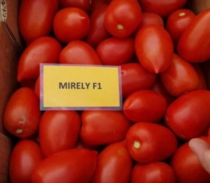 Tomate Mirely F1 250 sem