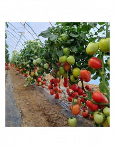 Tomate Pink Soul F1 500 sem
