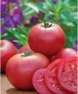 Tomate Rosa lady F1 50 sem