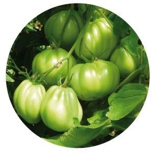 Tomate Seneca F1 250 sem