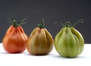 Tomate Tiepolo F1 100 sem
