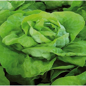 Salata Analena F1 5000 sem
