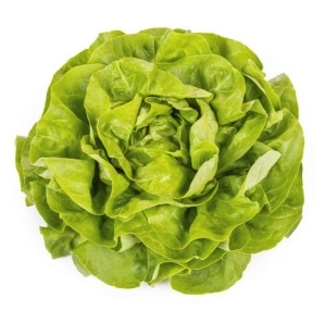Salata Danubia F1 1000 sem drajat