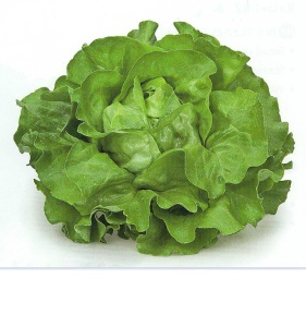 Salata Sprinter RZ 5 g