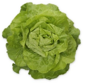 Salata Transpero 1000 sem drajat