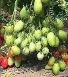 Tomate Bacalar F1 500 sem