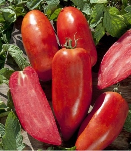 Tomate Bellandine F1 250 sem
