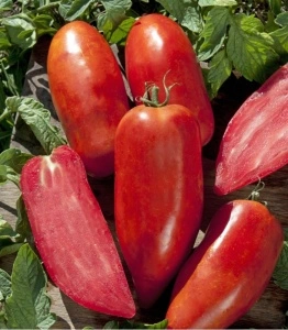 Tomate Bellandine F1 250 sem