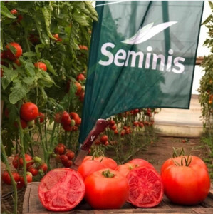 Tomate Big Beef Plus F1 (SVTH 3438) 100 sem