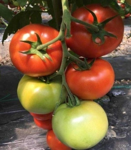 Tomate Dreamball F1 100 sem