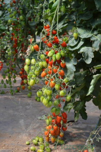 Tomate Ferdinand F1 250 sem