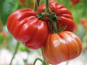 Tomate Grifone F1 100 sem