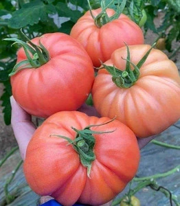 Tomate Leroxy F1 500 sem