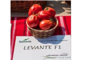 Tomate Levante F1 100 sem