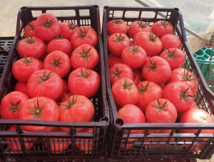 Tomate Manistella F1 500 sem - Img 2