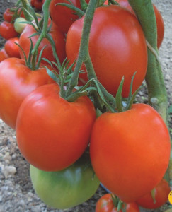 Tomate Medeno sartse (Inima de miere) 50 sem