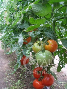 Tomate Naslada F1 10 gr - Img 2