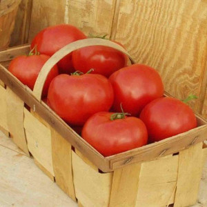 Tomate Red Bounty F1 250 sem