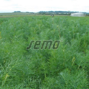 Marar compact 100 g - Img 2