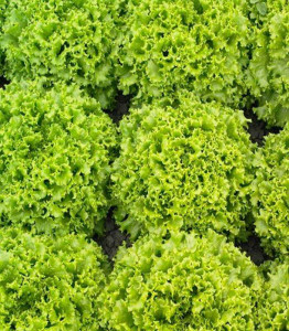 Salata oleole drajata 5000 sem