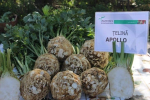 Telina Apollo 0,1 gr - Img 2