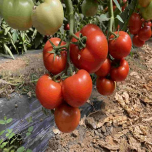 Tomate Canova F1 250 sem