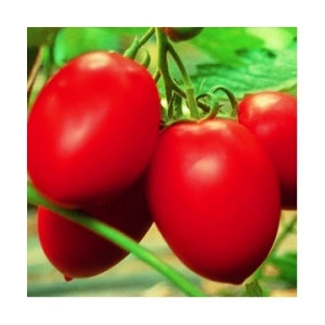 Tomate Colibri F1 250 sem