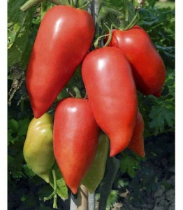 Tomate Cornabel F1 100 sem