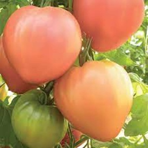 Tomate Dolcecuore F1 250 sem