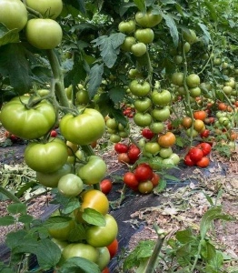 Tomate Dreamball F1 100 sem - Img 2