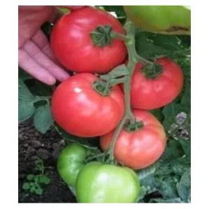Tomate HTP-11 F1 100 sem