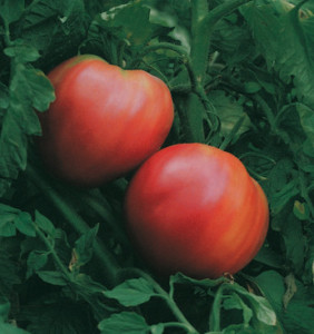Tomate inima bou 20 g - Img 2